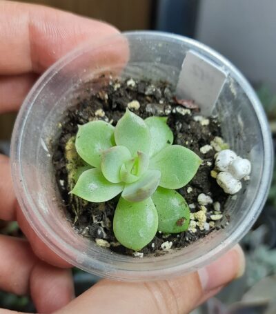 Echeveria Mirine