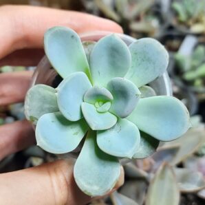 Echeveria Orpet