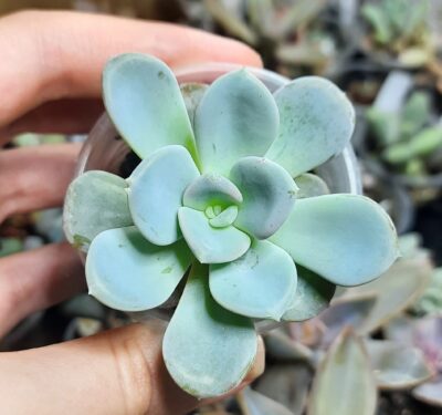 Echeveria Orpet
