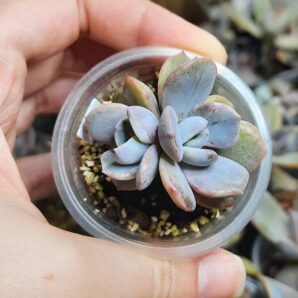 Echeveria Titan( Ermak)