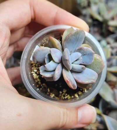 Echeveria Titan( Ermak)