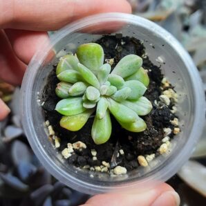 Echeveria Runyonii monstrosa