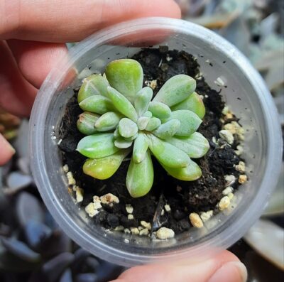Echeveria Runyonii monstrosa