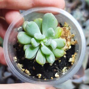Echeveria Runyonii monstrosa