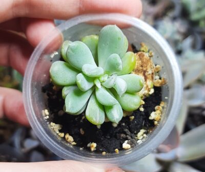 Echeveria Runyonii monstrosa