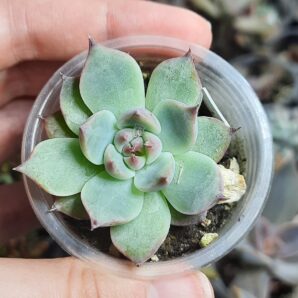 Echeveria Chihuahuensis