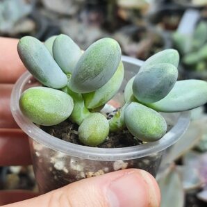 Pachyphytum Captain Jessop