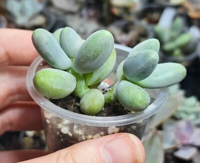 Pachyphytum Captain Jessop