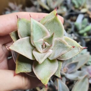 Echeveria Madiba
