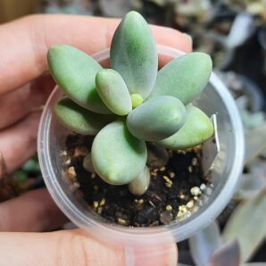 Pachyphytum Captain Jessop