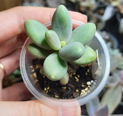 Pachyphytum Captain Jessop