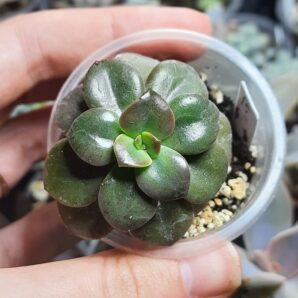 Echeveria Chroma