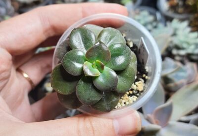 Echeveria Chroma