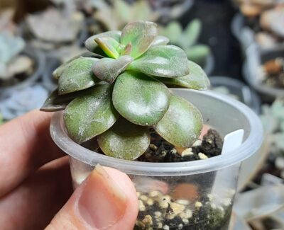 Echeveria Chroma - Зображення 2