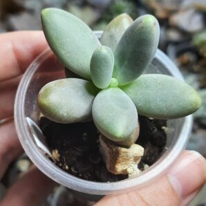 Pachyphytum Captain Jessop