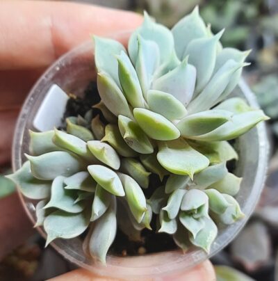 Echeveria Bella 3 голови