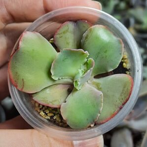 Echeveria Giant Blue