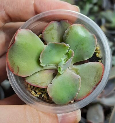 Echeveria Giant Blue