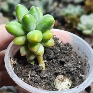 Pachyphytum Compactum