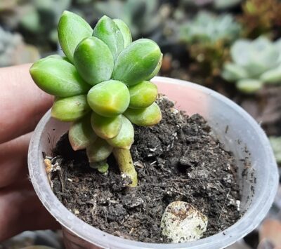 Pachyphytum Compactum
