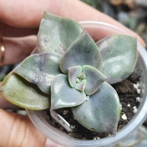 Graptoveria Bainensii