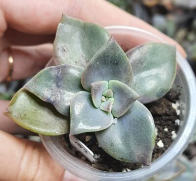 Graptoveria Bainensii