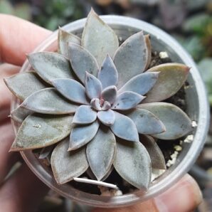 Graptopetalum Rusbyi hybrid