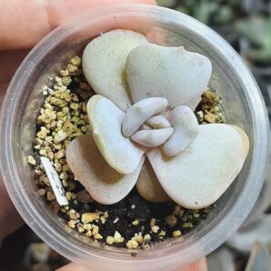 Echeveria Moondust