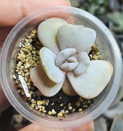 Echeveria Moondust