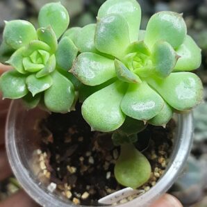 Echeveria Nicksana