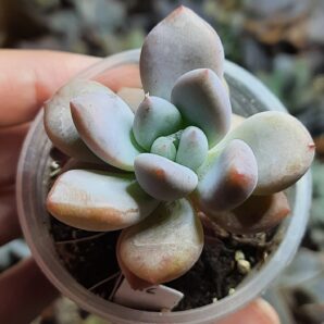 Sedeveria Opalina