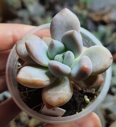 Sedeveria Opalina