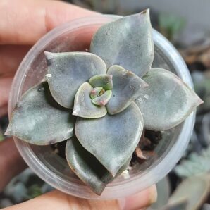 Graptoveria Bainensii
