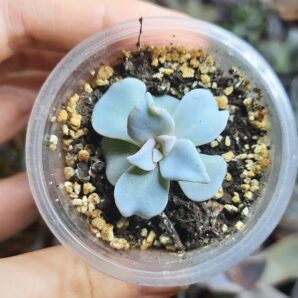 Echeveria Crispate Beauty