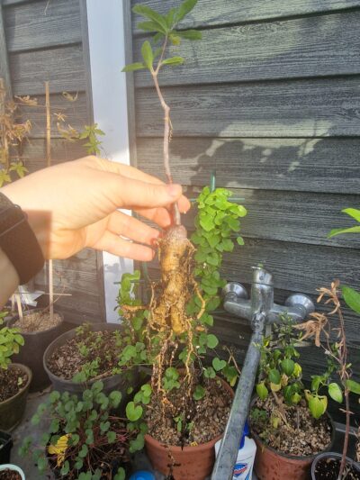 Fockea edulis - Зображення 2