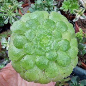 Aeonium tabuliforme