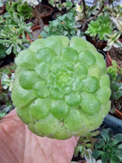 Aeonium tabuliforme