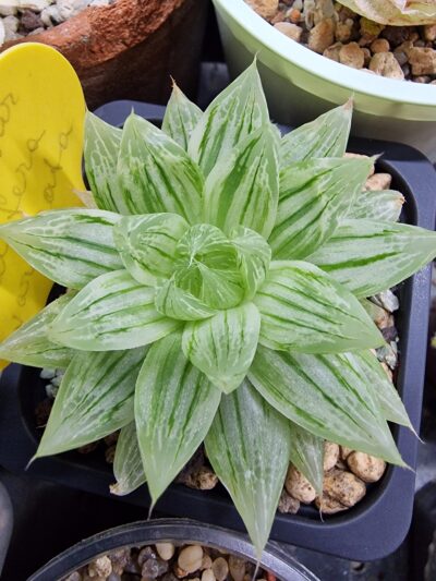 Haworthia cooperi var.setulifera variegata - Зображення 2