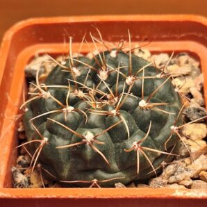 № 21 Gymnocalycium baldianum VG 565