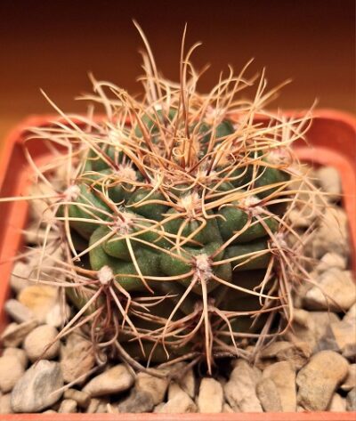 27 Gymnocalycium gaponii ssp. geyeri GN 96-958 3192