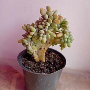 Пахиверия пахифитоидес (Pachyveria pachyphytoides f. cristata)