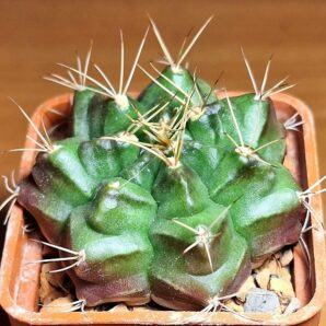 № 3 Gymnocalycium damsii subsp. evae v. torulosum VoS 040