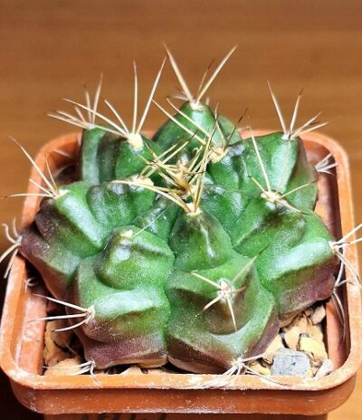 № 3 Gymnocalycium damsii subsp. evae v. torulosum VoS 040