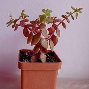 Крассула Волькенси (Crassula volkensii)