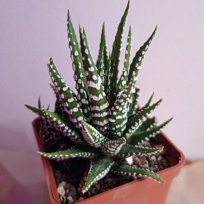 Haworthia fasciala 'Alba'