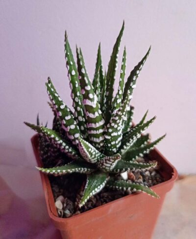 Haworthia fasciala 'Alba'