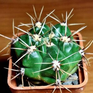 № 4 Gymnocalycium monvillei ssp. gertrudae VG 1058