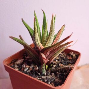 Haworthia Attenuata Variegata