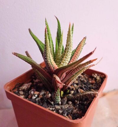 Haworthia Attenuata Variegata