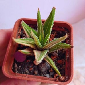 Haworthia Attenuata Variegata